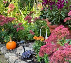 19 easy to find plants for fall garden containers, plants for fall garden that include garden mums sedum autumn joy celosia and pansies