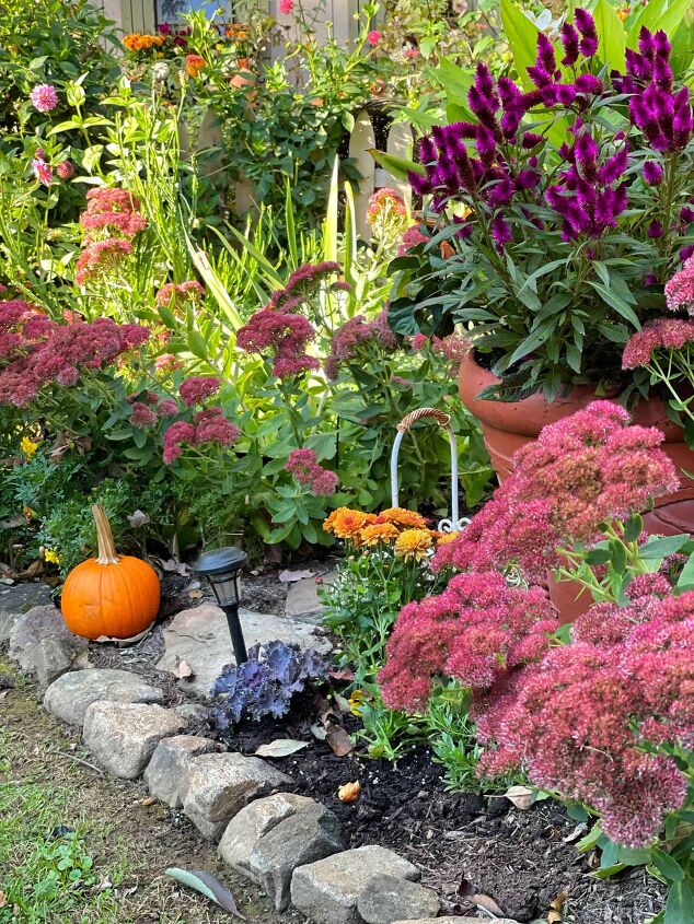 19 easy to find plants for fall garden containers, plants for fall garden that include garden mums sedum autumn joy celosia and pansies