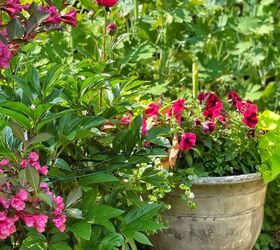 container garden basics for the beginner, Happy gardening with dark horse wiegela peonies and container gardening
