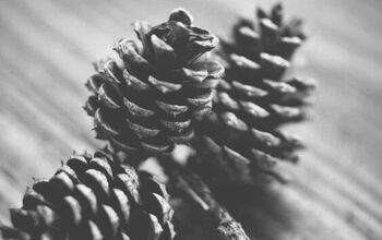 Fun Things to Do With Pine Cones
