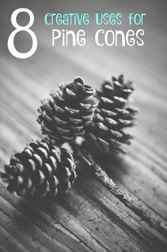 fun things to do with pine cones