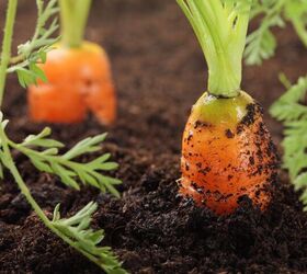 how she lives off the grid grows her own food in rural portugal, Growing carrots in an off grid garden