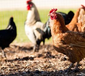 18 easy ways to become more self sufficient, A close up view of a flock of chickens