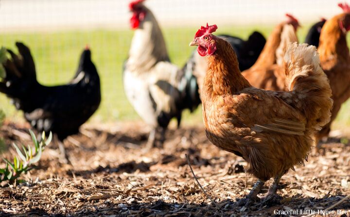 18 easy ways to become more self sufficient, A close up view of a flock of chickens