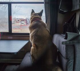 why we use the waggle rv pet monitor to keep our pets safe, Keeping a dog in an RV