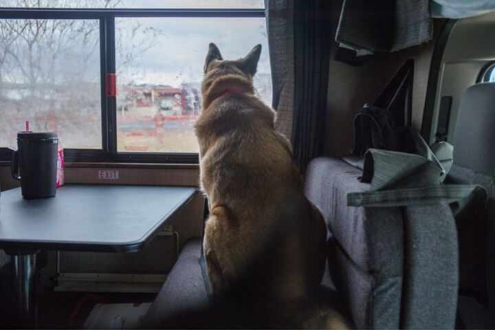 Why We Use the Waggle RV Pet Monitor to Keep Our Pets Safe | Simplify