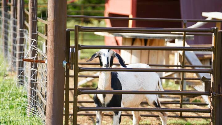 6 rookie homestead mistakes we made how to avoid them, Male goats