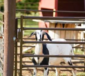 6 rookie homestead mistakes we made & how to avoid them