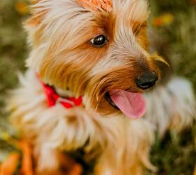 9 easy DIY pet projects for your super-cute companion