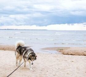 is your pet s food safe here s how to tell, a husky dog on the beach with a leash