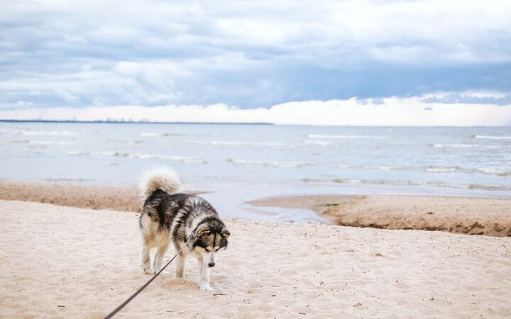 is your pet s food safe here s how to tell, a husky dog on the beach with a leash
