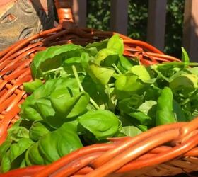 how to urban homestead herbs worm farms composting more, Homegrown basil