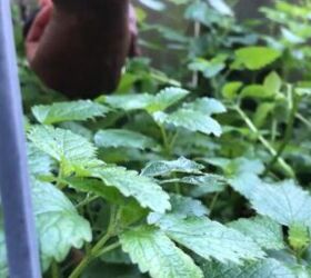 how to urban homestead herbs worm farms composting more, Growing lemon balm