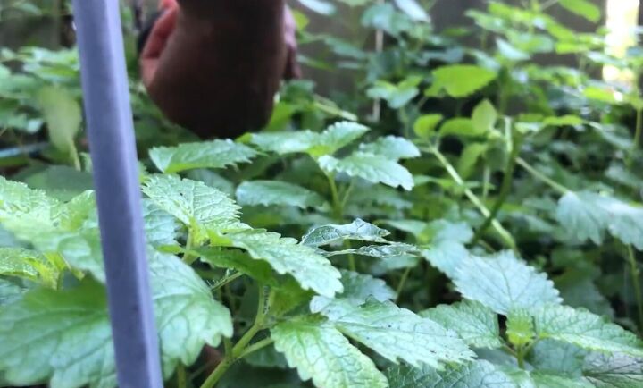 how to urban homestead herbs worm farms composting more, Growing lemon balm
