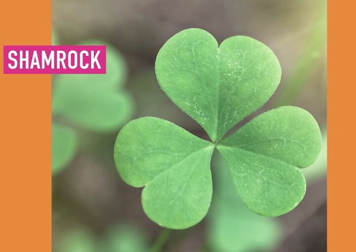 3 easy diy valentine s gifts that only take 5 minutes to make, Shamrock leaves