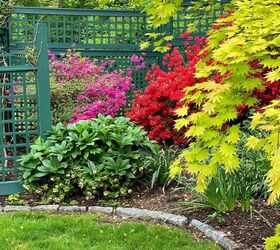 5 budget friendly ways to landscaping for curb appeal, close up of shade garden with red and pink azaleas acer palmatum and hellebores lenten rose