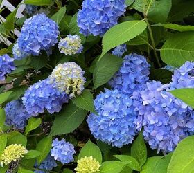 5 budget friendly ways to landscaping for curb appeal, The Basics of Hydrangea Care