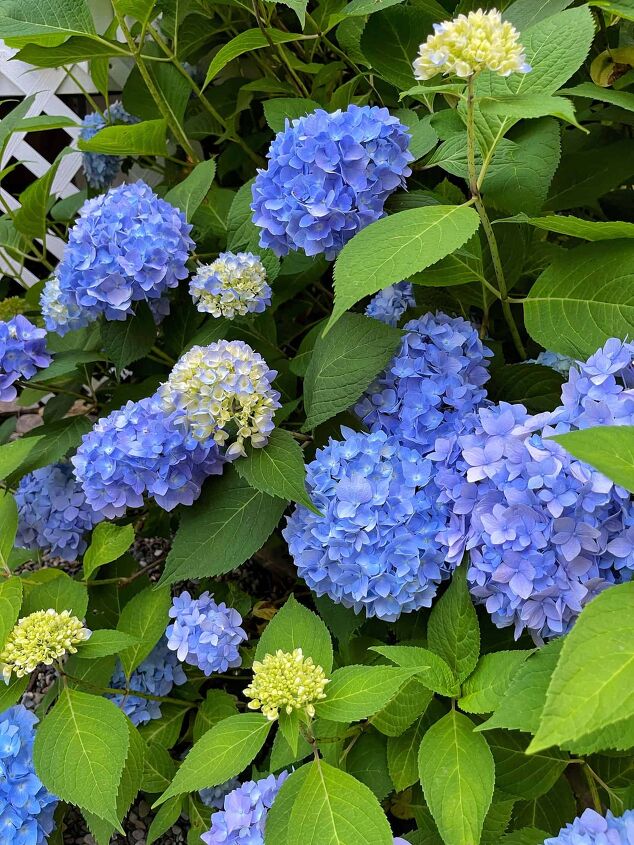 5 budget friendly ways to landscaping for curb appeal, The Basics of Hydrangea Care