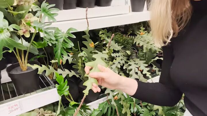 how to find the best looking fake plants at ikea, The best IKEA fake plants