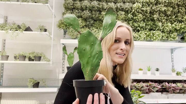 how to find the best looking fake plants at ikea, Faux cactus at IKEA