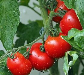 what to buy in case of a food shortage in 2023, Fresh tomatoes