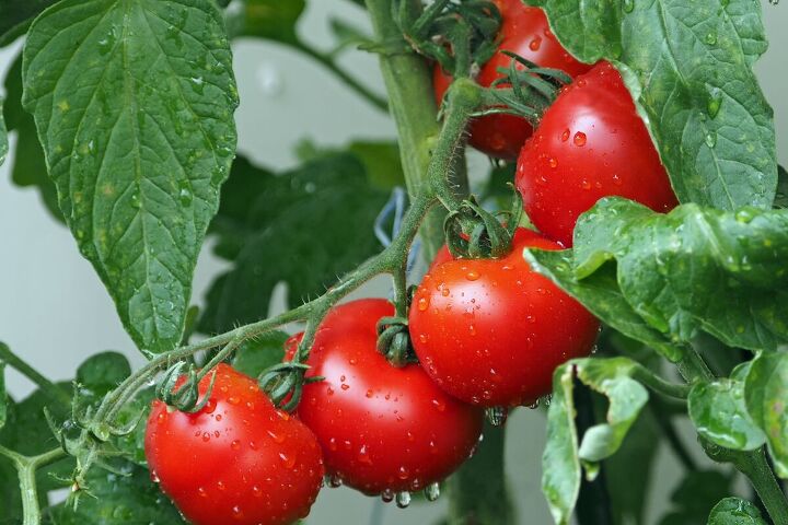 what to buy in case of a food shortage in 2023, Fresh tomatoes