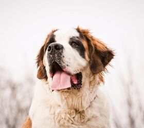 They downsized to a tiny house with their Saint Bernard and LOVE it