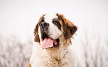 This Couple Downsized to a Tiny House With Their Saint Bernard