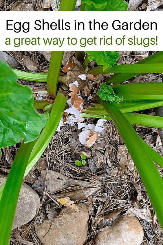 5 easy things to do with food scraps, egg shells on the ground near a rhubarb plant to get rid of slugs