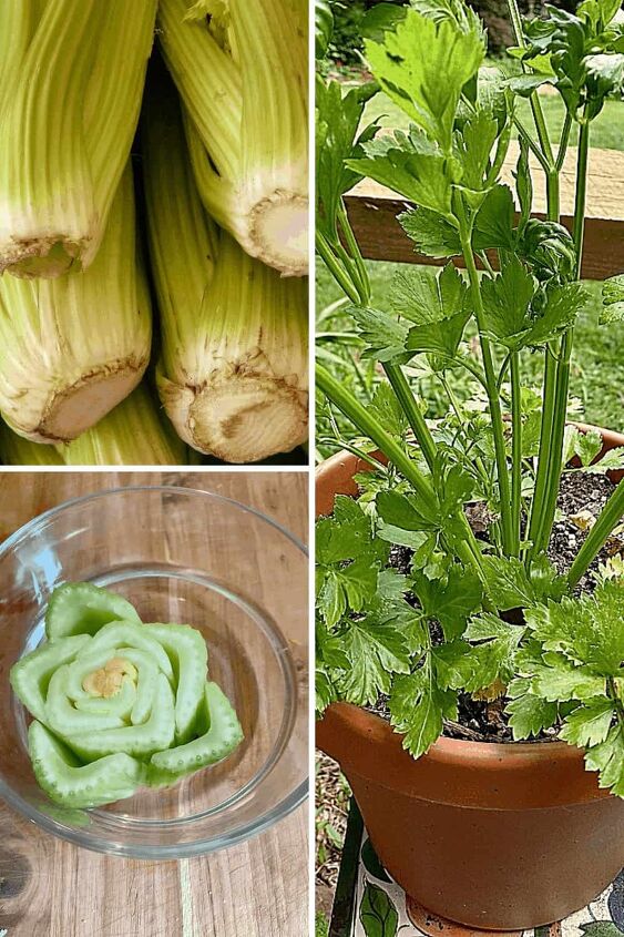 5 easy things to do with food scraps, celery growing collage