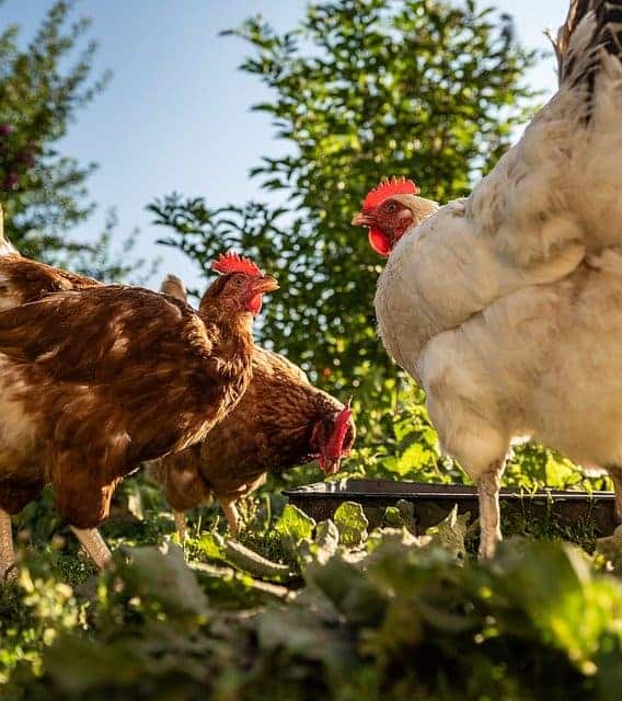5 easy things to do with food scraps, chickens outdoors in a garden with lettuce