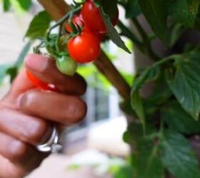 which herbs fruits veggies can i grow in my balcony garden, Growing cherry tomatoes in a balcony garden