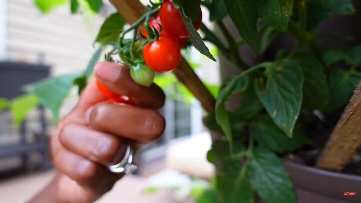 which herbs fruits veggies can i grow in my balcony garden, Growing cherry tomatoes in a balcony garden