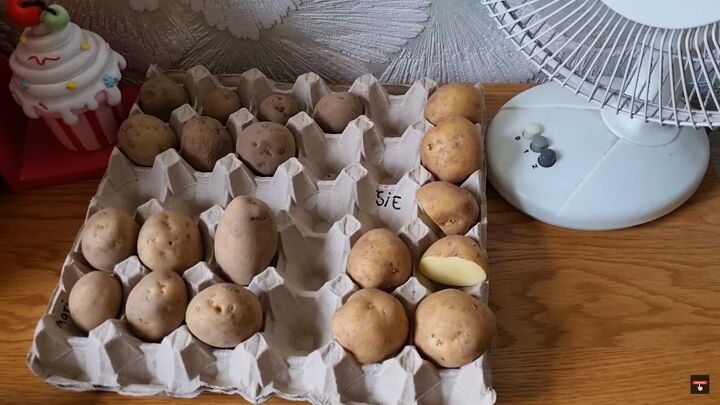how to grow your own food prepping in february march, Sprouted potatoes