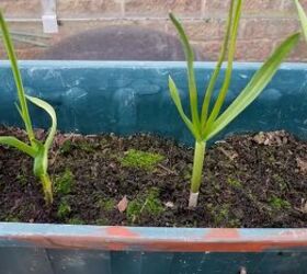 how to grow your own food prepping in february march, Sprouting garlics