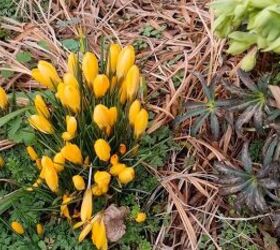 how to grow your own food prepping in february march, Crocuses coming out for spring
