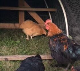 Backyard Chickens 101 How to Sneak Chickens Onto Your Property Simplify