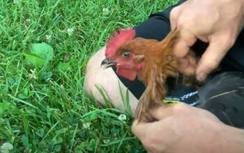 Backyard Chickens 101: How to Sneak Chickens Onto Your Property