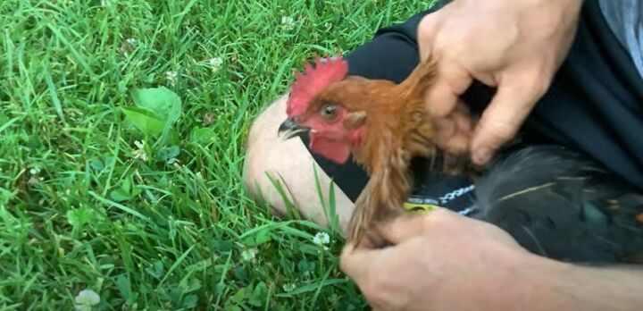 backyard chickens 101 how to sneak chickens onto your property, How to keep a rooster quiet