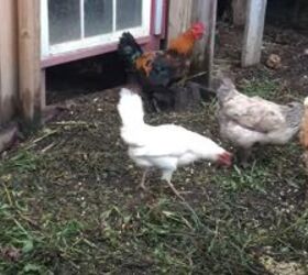 backyard chickens 101 how to sneak chickens onto your property, Can I have chickens on my property