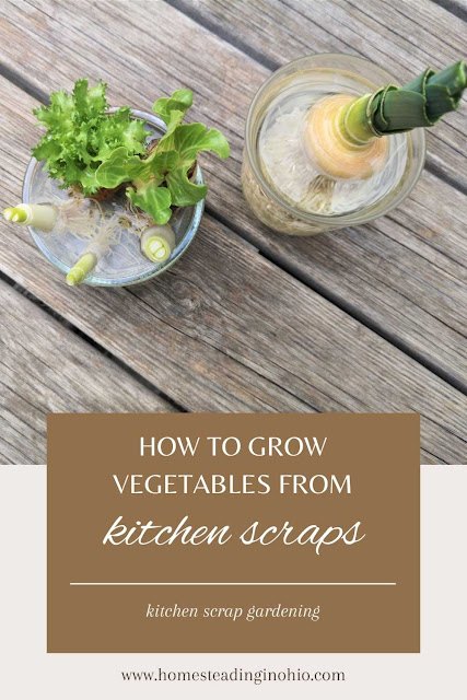 how to grow vegetables from scraps