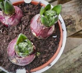 7 best vegetables to grow in containers