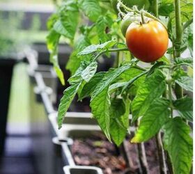 7 best vegetables to grow in containers