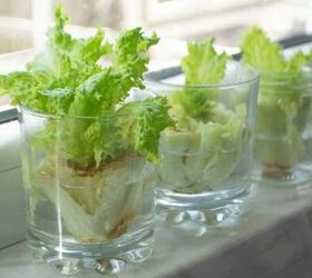 How to Grow Vegetables From Scraps