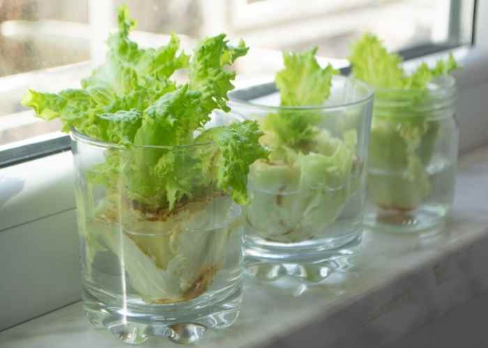 how to grow vegetables from scraps