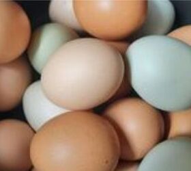 from farm to table how to preserve eggs and be more self sufficient, Homestead eggs
