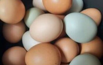 From Farm to Table: How to Preserve Eggs and Be More Self-sufficient
