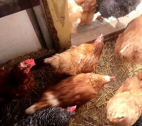 from farm to table how to preserve eggs and be more self sufficient, Chickens being let out to roam free