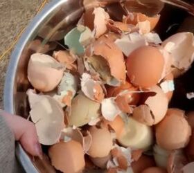 from farm to table how to preserve eggs and be more self sufficient, Egg shells in a bowl