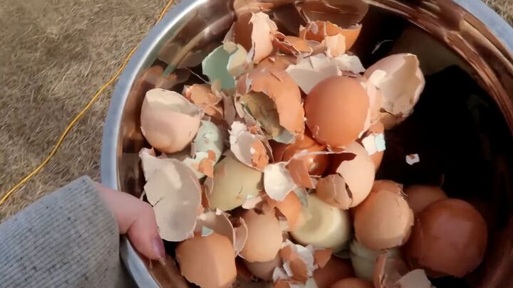 from farm to table how to preserve eggs and be more self sufficient, Egg shells in a bowl